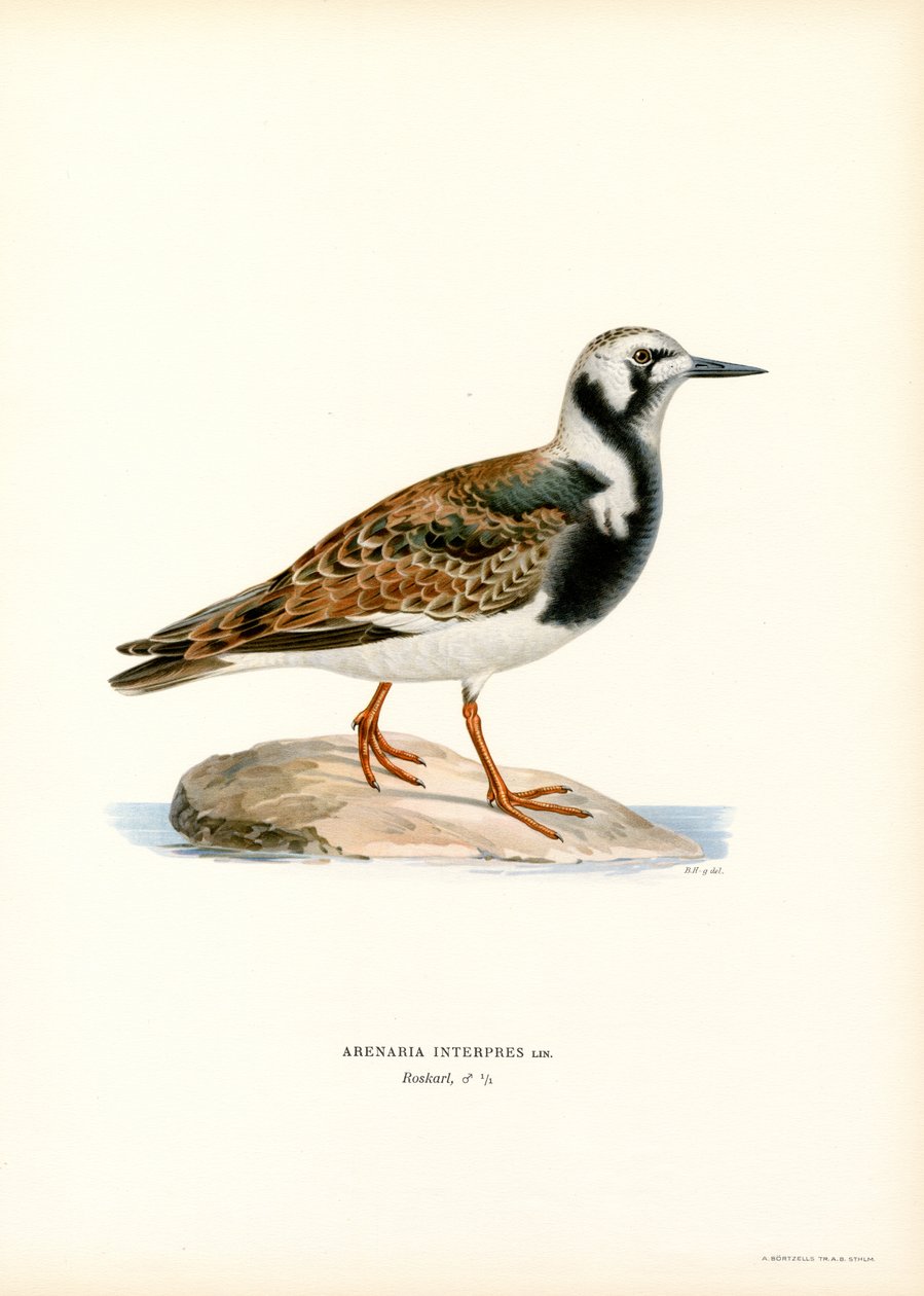 Rumiany Turnstone (kolor lito) autorstwa Magnus Ferdinand and Wilhelm von Wright
