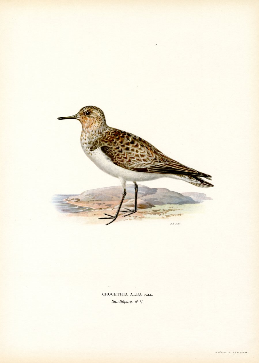 Sanderling (kolor lito) autorstwa Magnus Ferdinand and Wilhelm von Wright