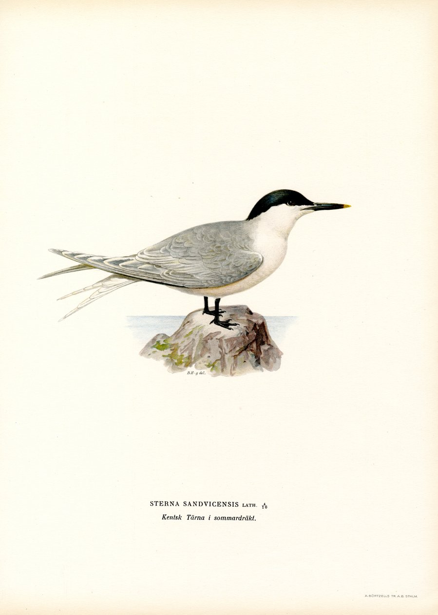 Rybitwa kanapkowa (kolor lito) autorstwa Magnus Ferdinand and Wilhelm von Wright
