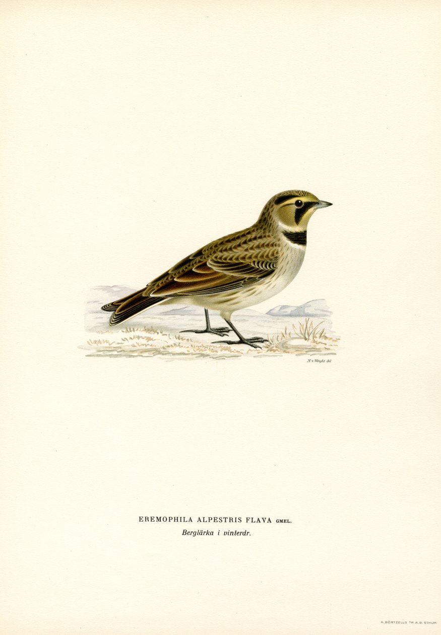 Shore Lark (kolor lito) autorstwa Magnus Ferdinand and Wilhelm von Wright
