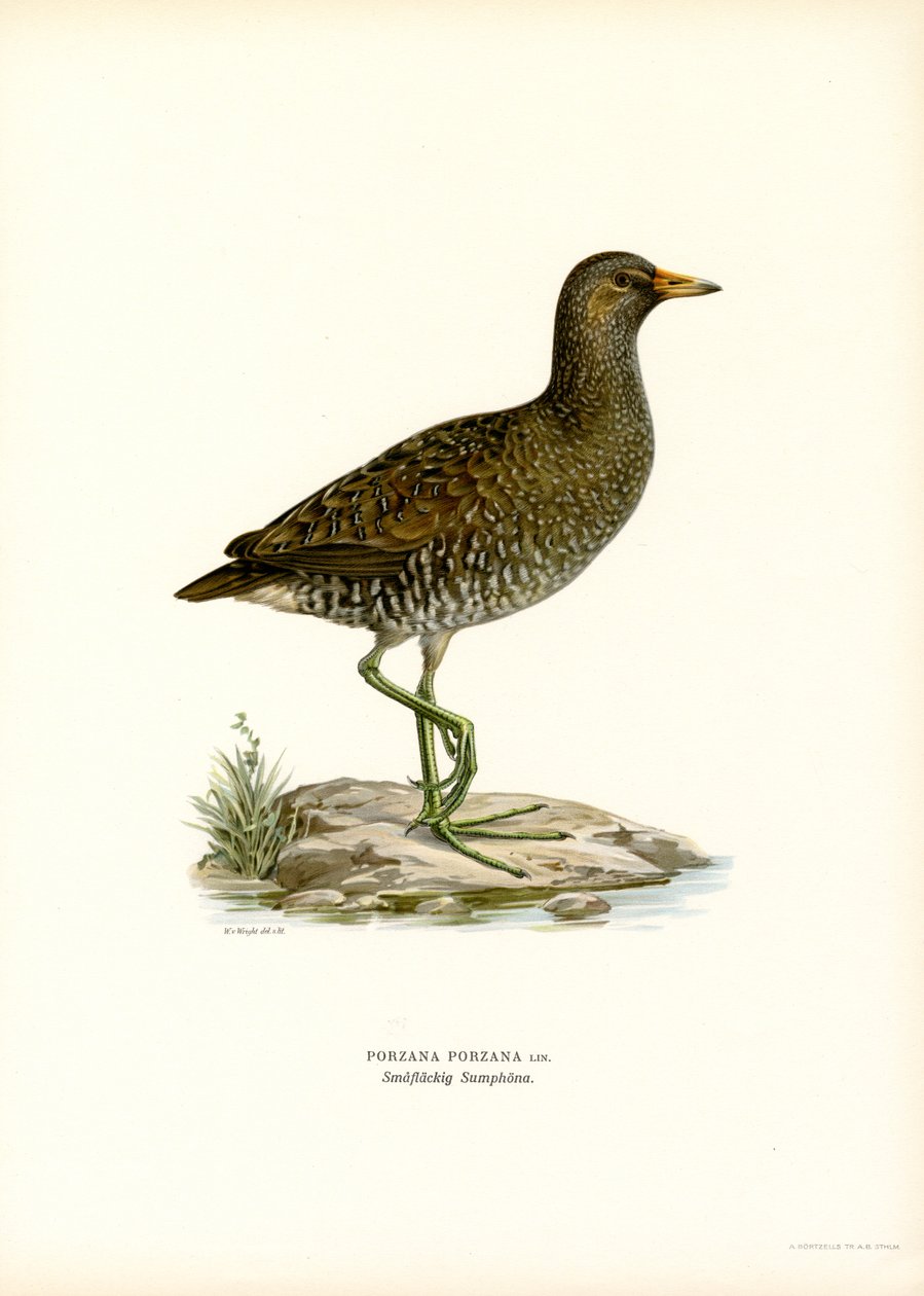 Crake (kolor lito) autorstwa Magnus Ferdinand and Wilhelm von Wright