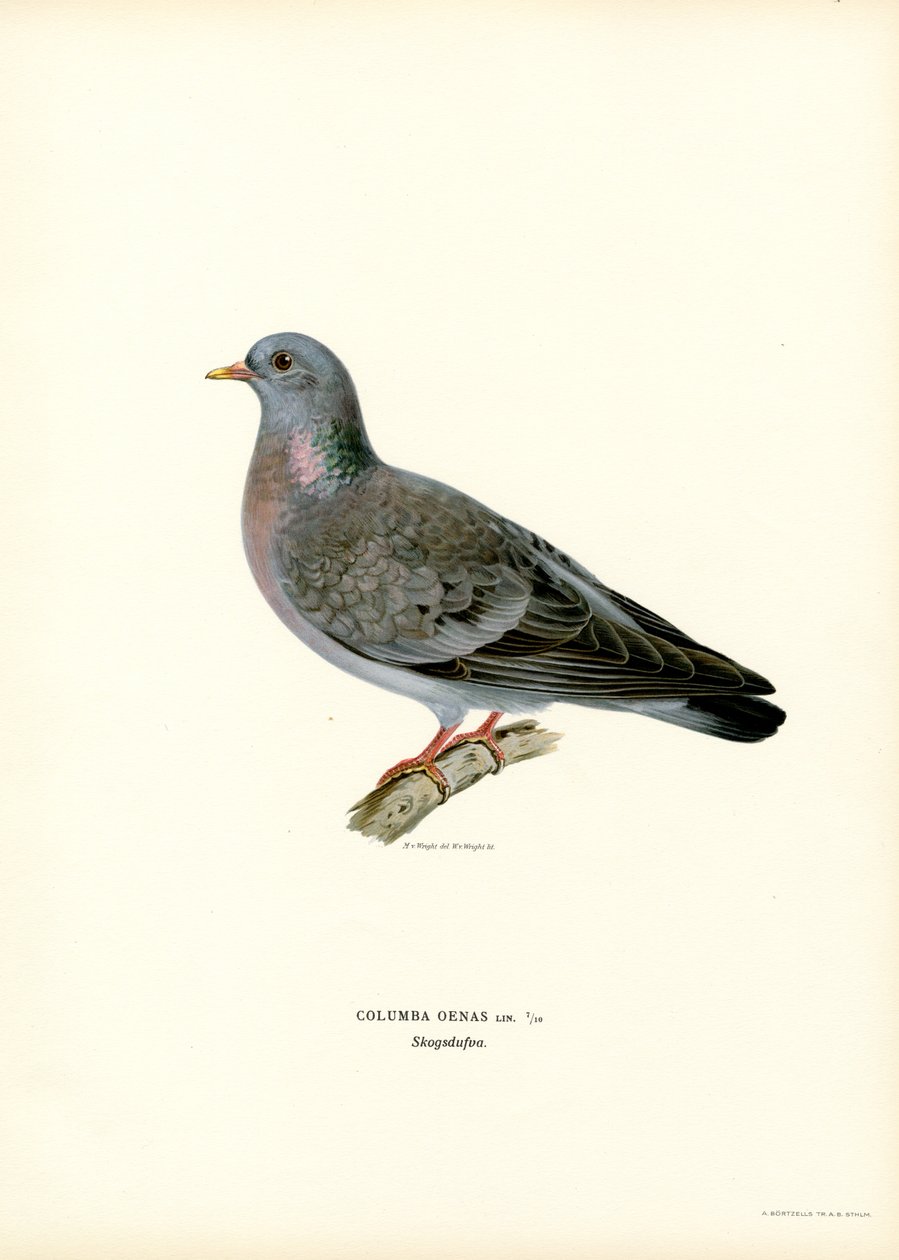 Stock Dove (kolor lito) autorstwa Magnus Ferdinand and Wilhelm von Wright