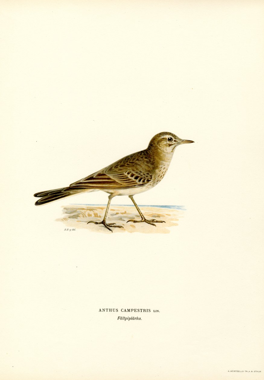 Tawny Pipit (kolor lito) autorstwa Magnus Ferdinand and Wilhelm von Wright
