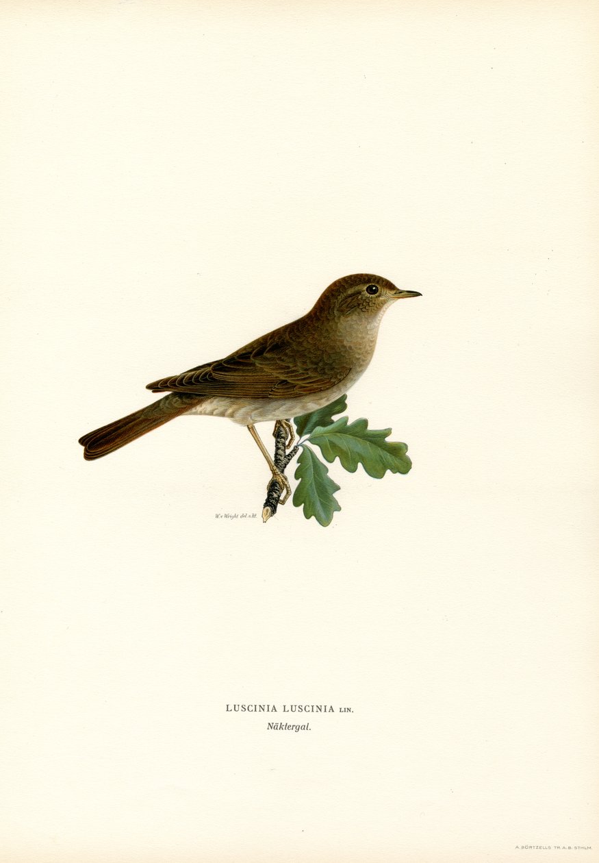 Drozd Nightingale (kolor lito) autorstwa Magnus Ferdinand and Wilhelm von Wright