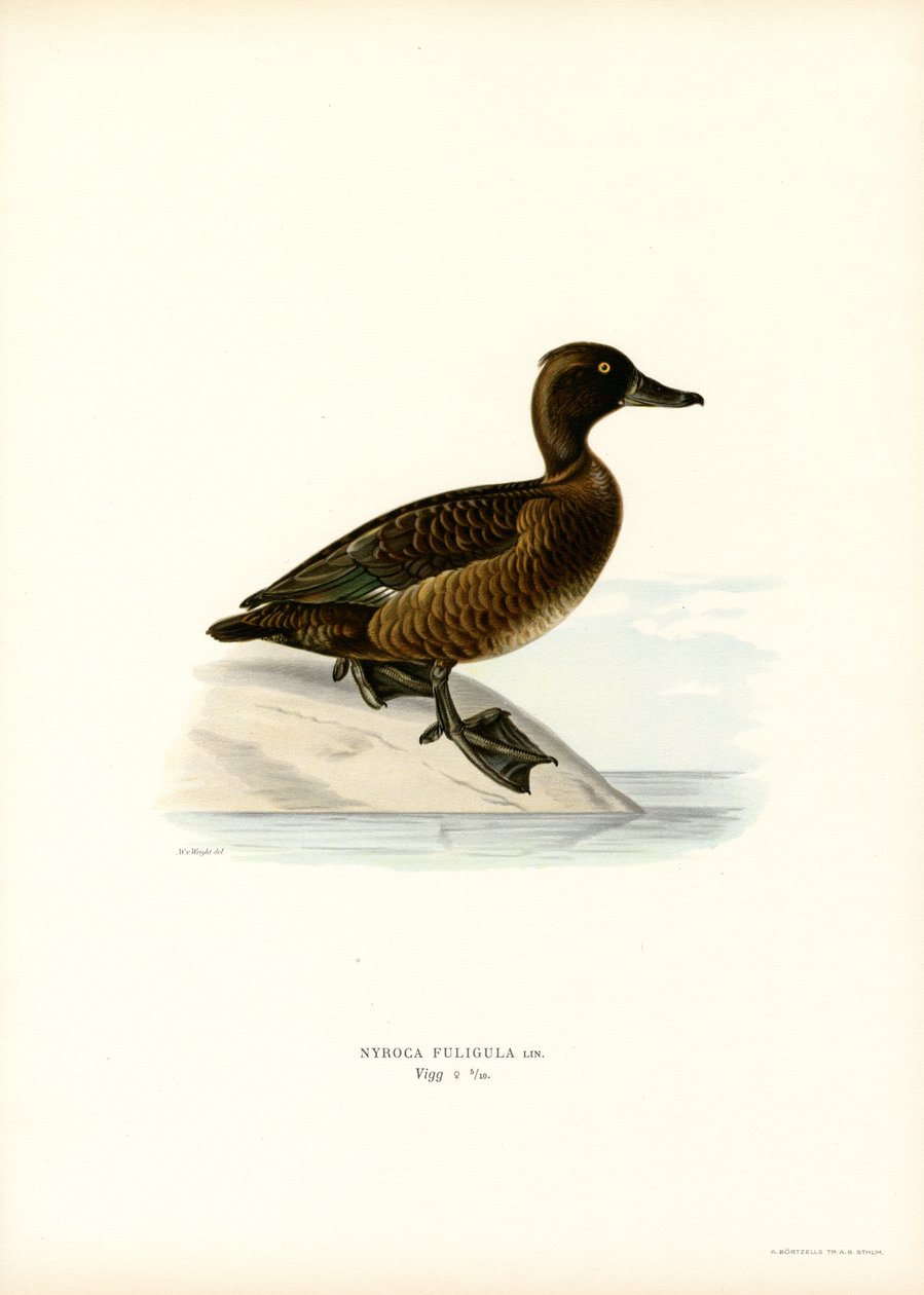 Czernica (kolor lito) autorstwa Magnus Ferdinand and Wilhelm von Wright