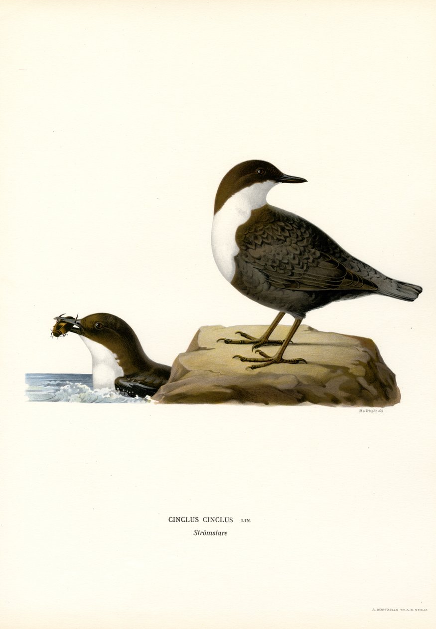 Water Ouzel (kolor lito) autorstwa Magnus Ferdinand and Wilhelm von Wright