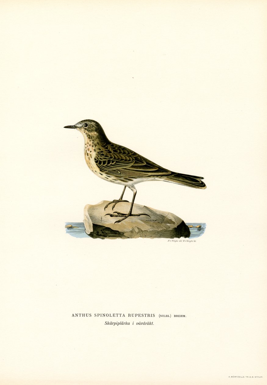 Water Pipit (kolor lito) autorstwa Magnus Ferdinand and Wilhelm von Wright