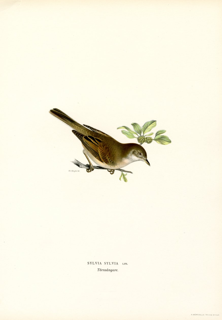 Whitethroat (kolor lito) autorstwa Magnus Ferdinand and Wilhelm von Wright