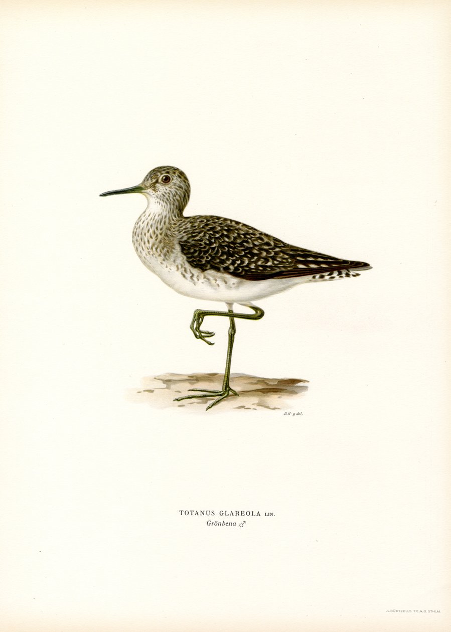 Wood Sandpiper (kolor lito) autorstwa Magnus Ferdinand and Wilhelm von Wright
