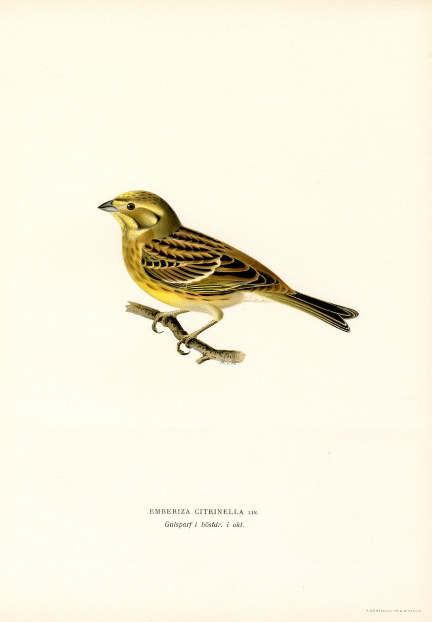 Yellowhammer (Emberiza citrinella) (kolor lito) autorstwa Magnus Ferdinand and Wilhelm von Wright
