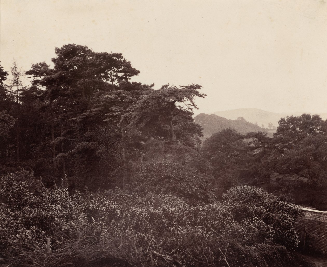 Studium liści, ok. 1863 (zdjęcie) autorstwa Major Francis Gresley