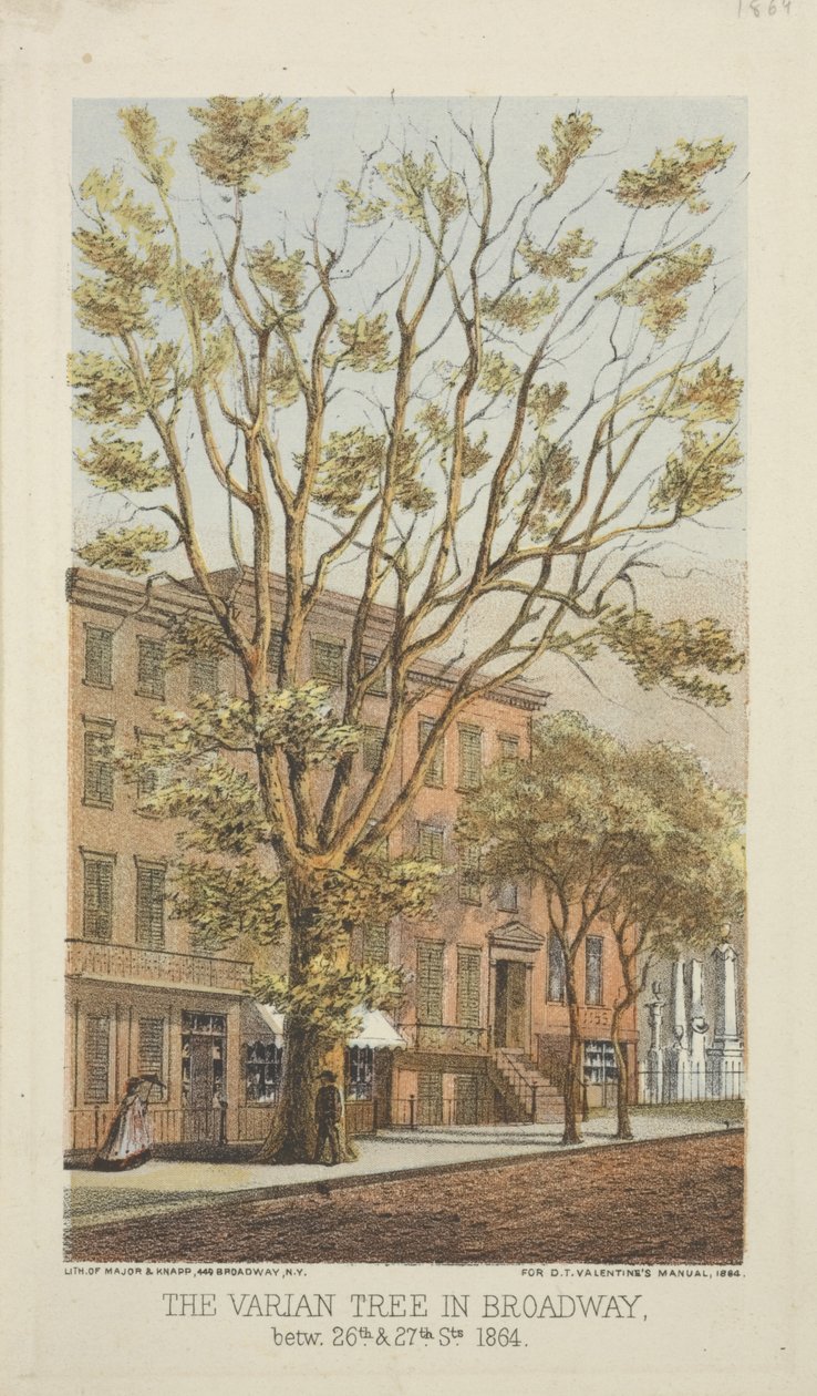 Drzewo Varian na Broadwayu, między 26 a 27 ulicą, 1864 r autorstwa Major and Knapp
