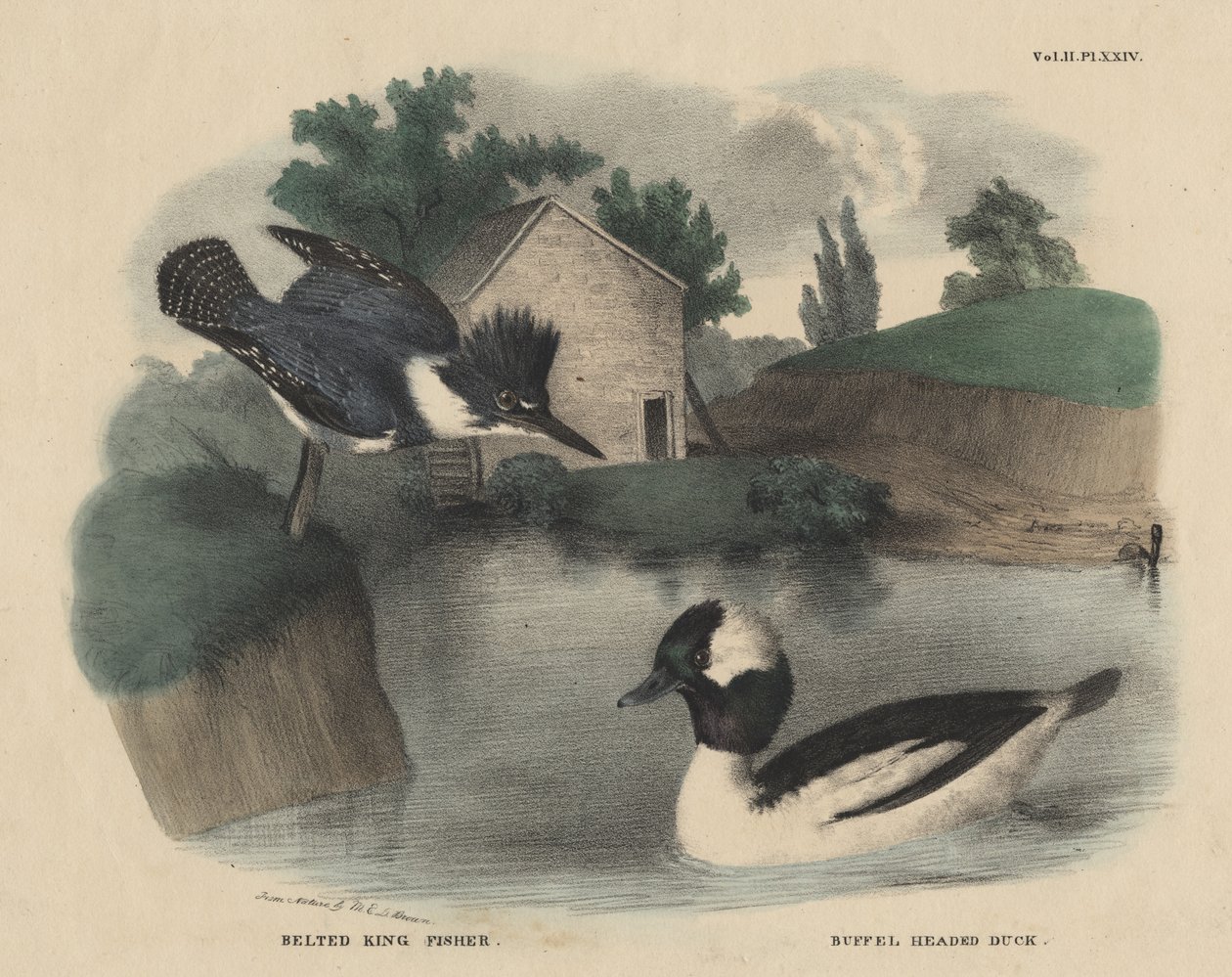 Belted King Fisher i Buffel Headed Duck, z „The Cabinet of Natural History and American Rural Sports” autorstwa J. und T. Doughty, 1832 autorstwa Mannevillette Elihu Dearing Brown