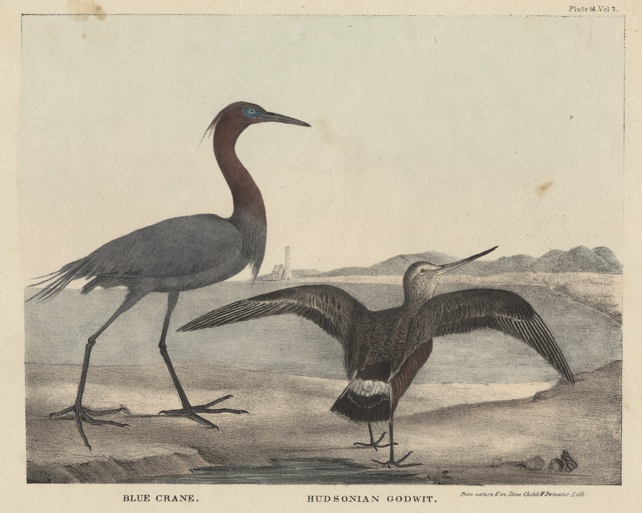 Blue Crane, Hudsonian Godwit, lito autorstwa Childs und Inman, z „Gabinet historii naturalnej i amerykańskich sportów wiejskich” J. und T. Doughty, 1832 autorstwa Mannevillette Elihu Dearing Brown