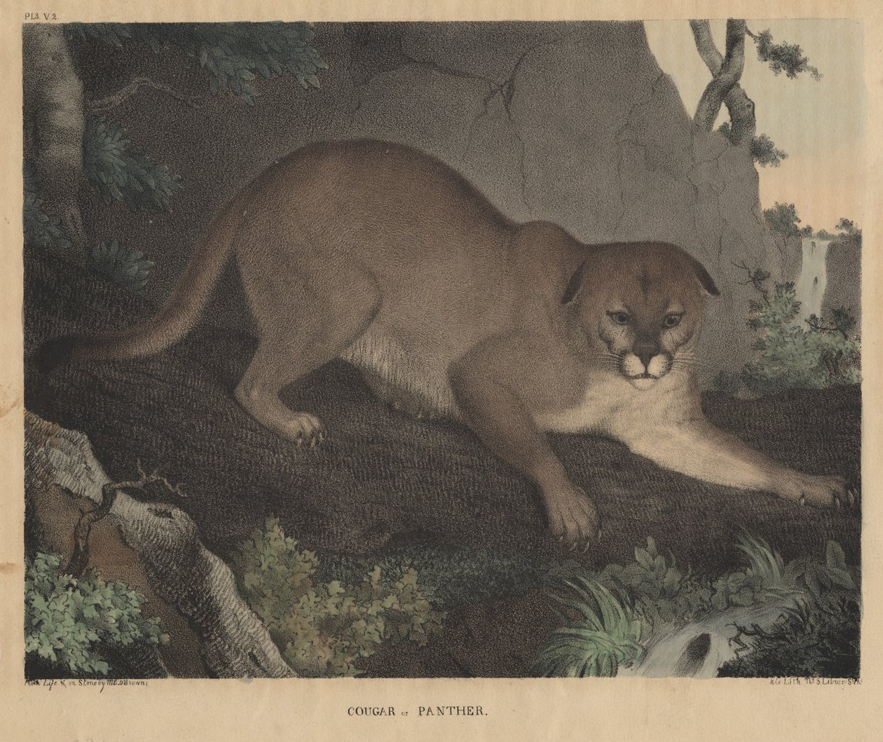 Cougar lub Panther, z „From Cabinet of Natural History and American Rural Sports”, autorstwa J.T. Ciasto, 1832 autorstwa Mannevillette Elihu Dearing Brown