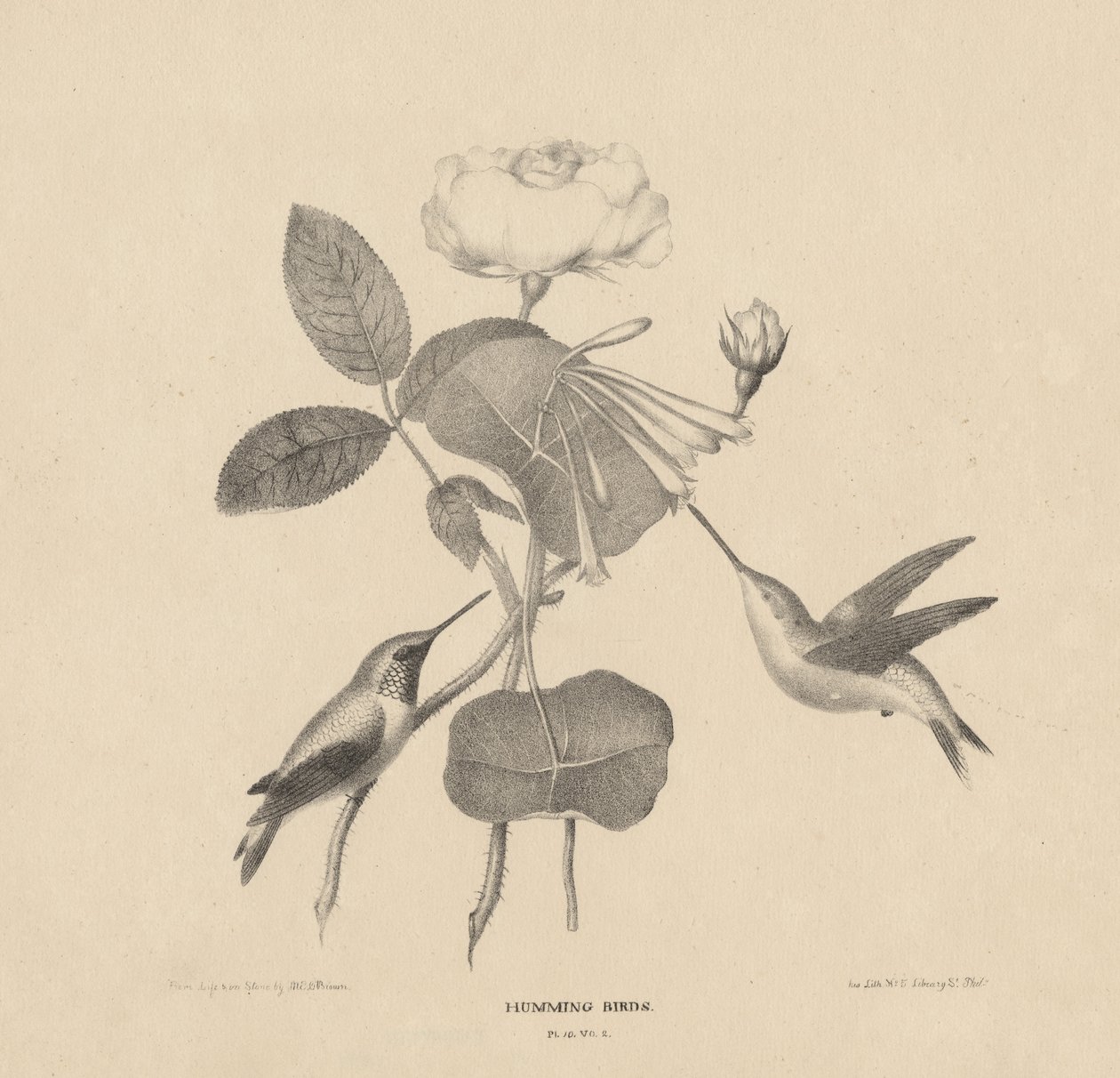 Kolibry, z 