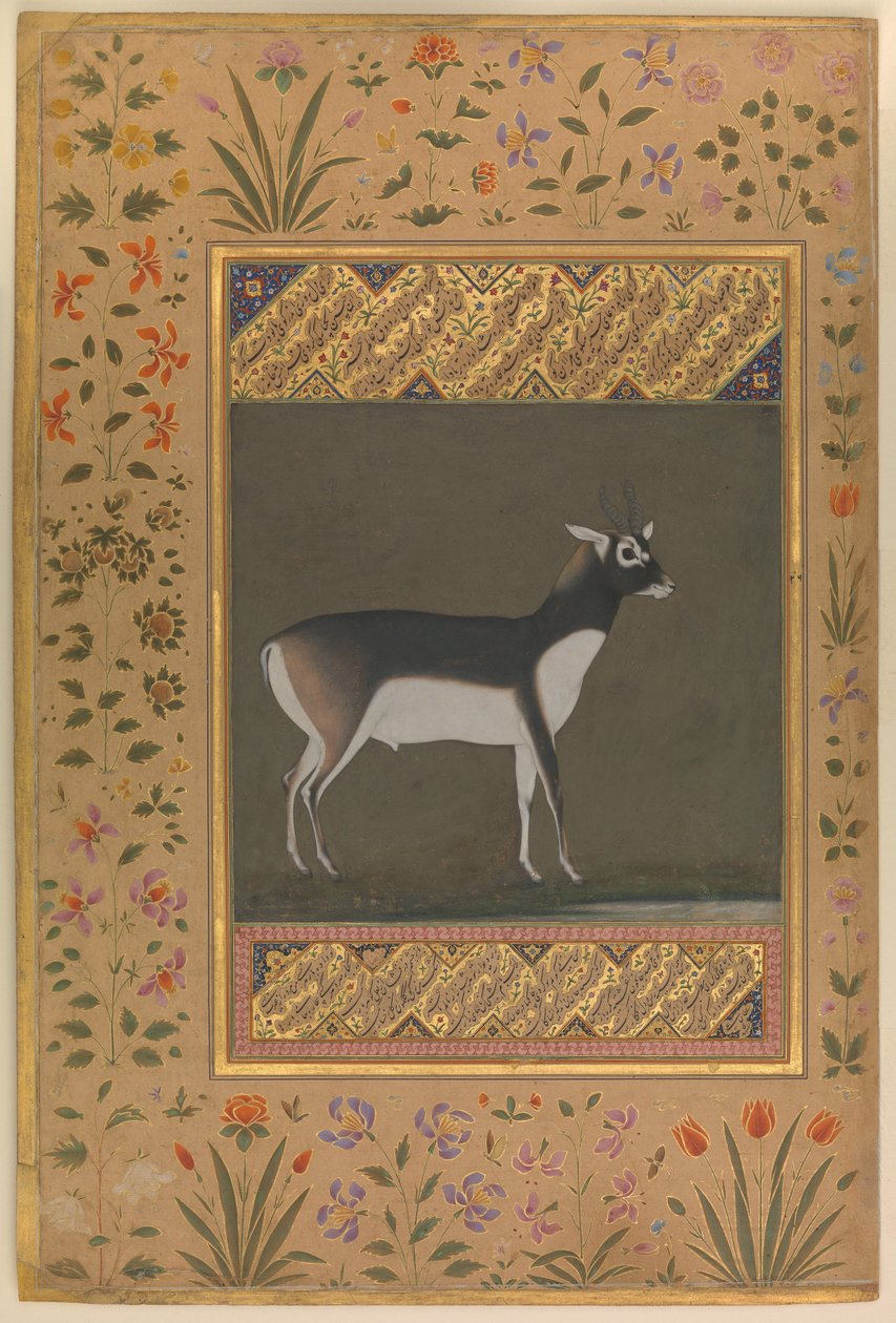Black Buck, Folio z albumu Shah Jahan, c.1615-20 autorstwa   Manohar
