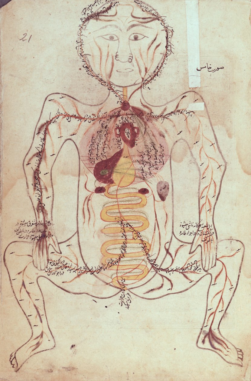Pani Persan 1555 Schemat anatomiczny układu krążenia i układu pokarmowego człowieka, ok.1425-50 autorstwa Mansour b. Eliyas Chirazi
