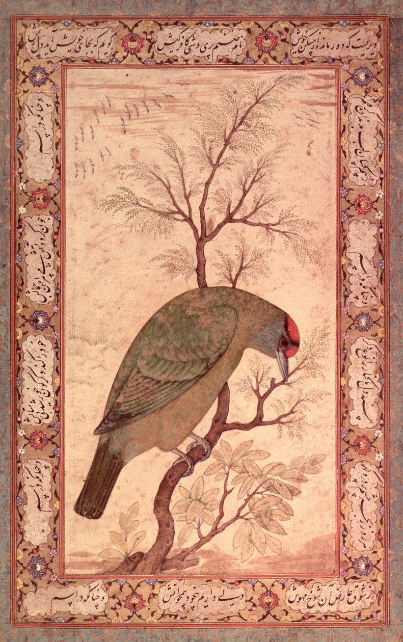 Barbet (Himalajski ptak niebieskogardły) Okres Jahangir, Mogołów, 1615 autorstwa Mansur