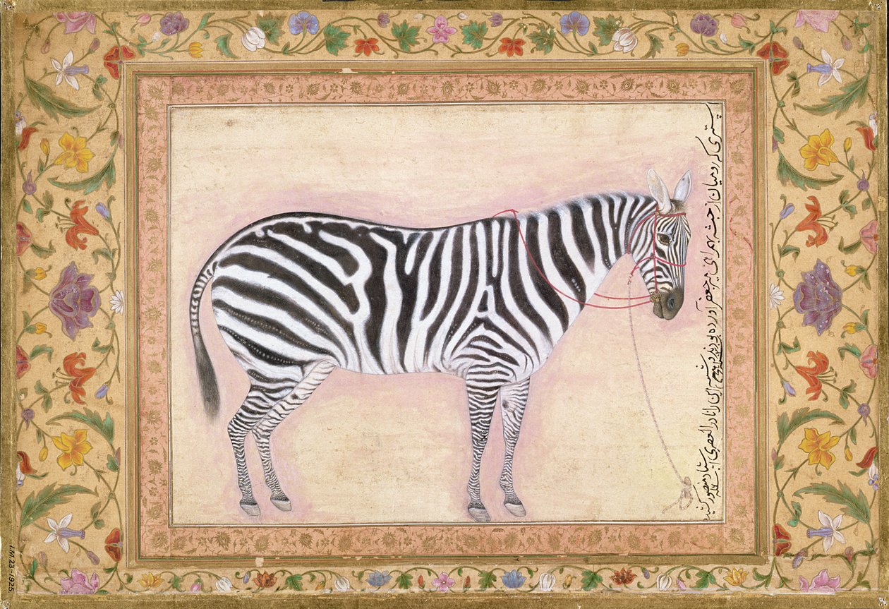Zebra, z „Albumu Minto”, 1621 autorstwa Mansur