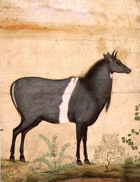 PD.78-1948 Nilgai (niebieska krowa) Szkoła Mogołów, początek XVII w. (gwasz) autorstwa Mansur (attr. to)