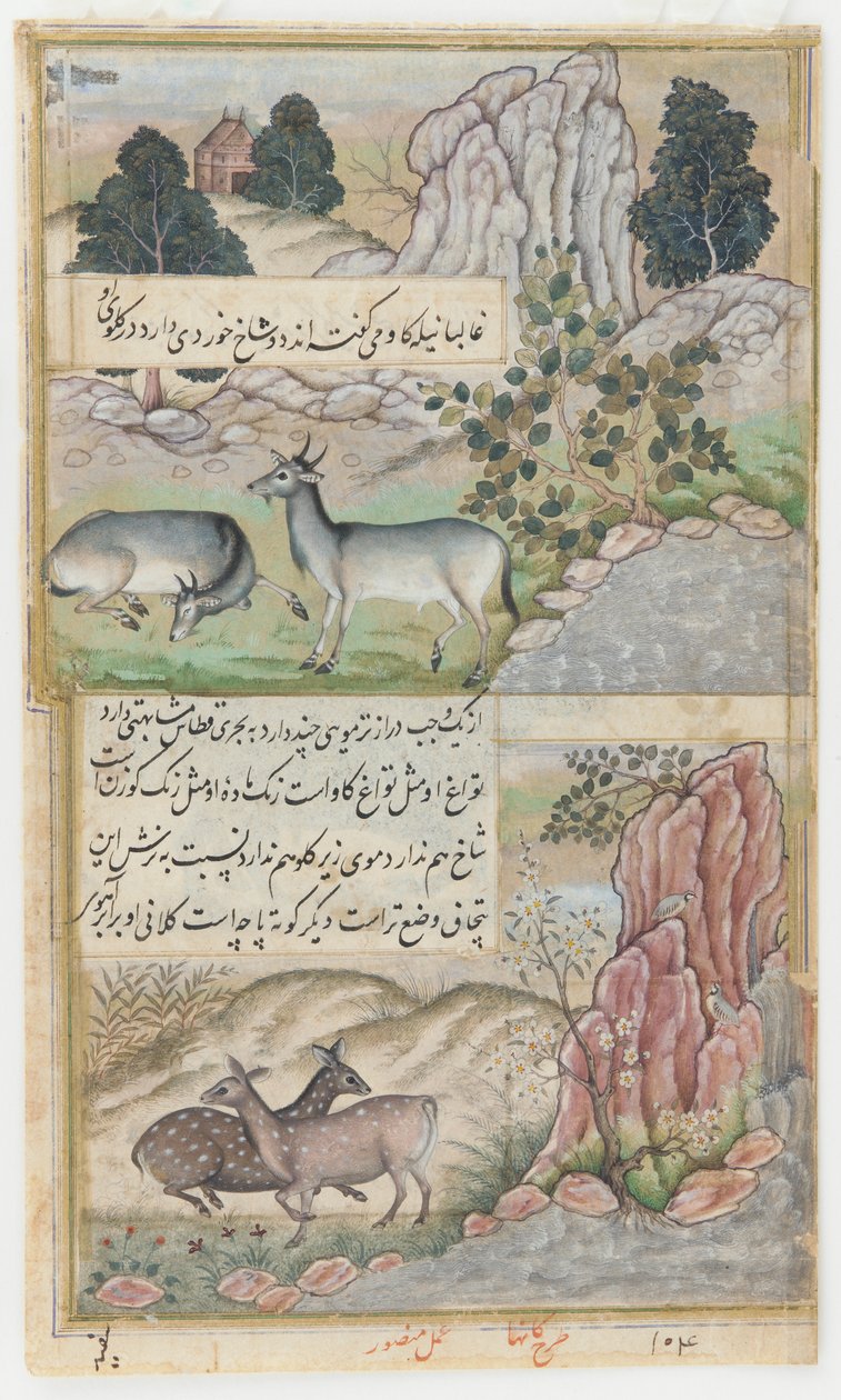 Dwa dzikie bizony, ok. 1589 (akwarela, tusz, złoto na papierze) autorstwa Mansur (fl.c.1590 1630)