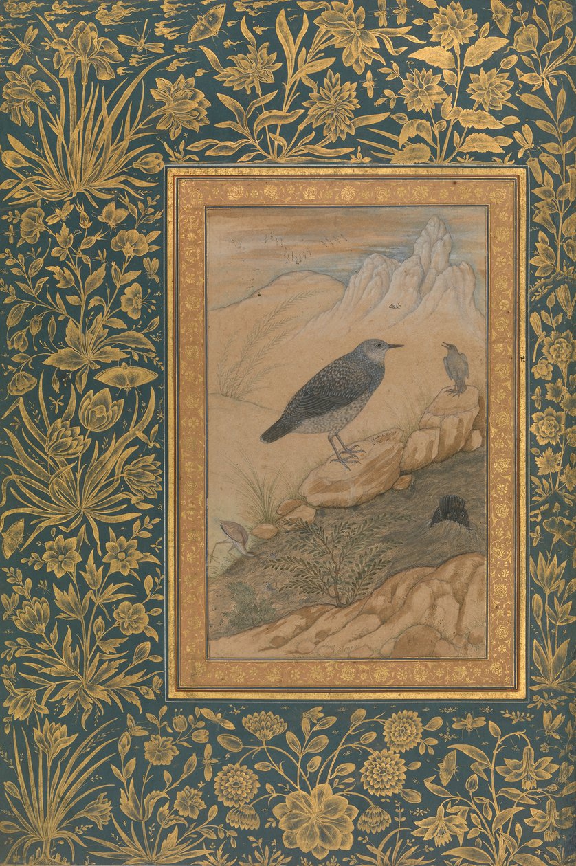 Diving Dipper and Other Birds, Folio z albumu Shah Jahan, recto: ca. 1610-15. autorstwa Mansur