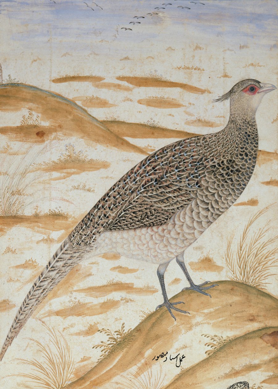Himalajski bażant, okres Jahangir, Mogołów, ok. 1620 (akwarela) autorstwa Mansur