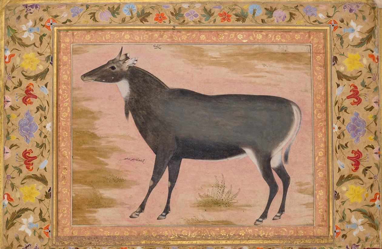 Studium Nilgai Blue Bull, Folio z albumu Shah Jahan, verso: ca. 1620, prosto ok. 1540. autorstwa Mansur