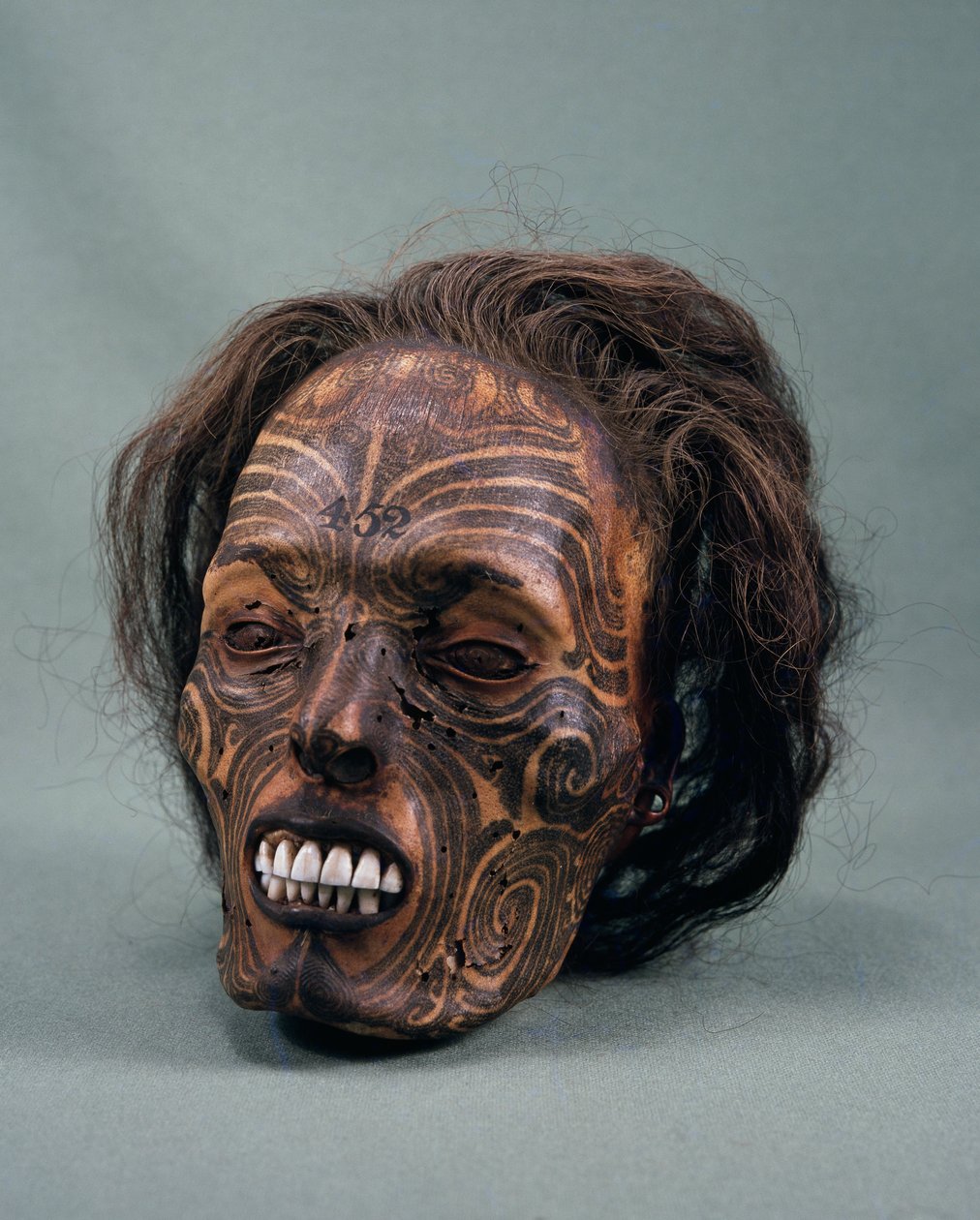 Głowa wodza plemiennego, wytatuowana i zmumifikowana, cywilizacja Maorysów autorstwa Maori Maori