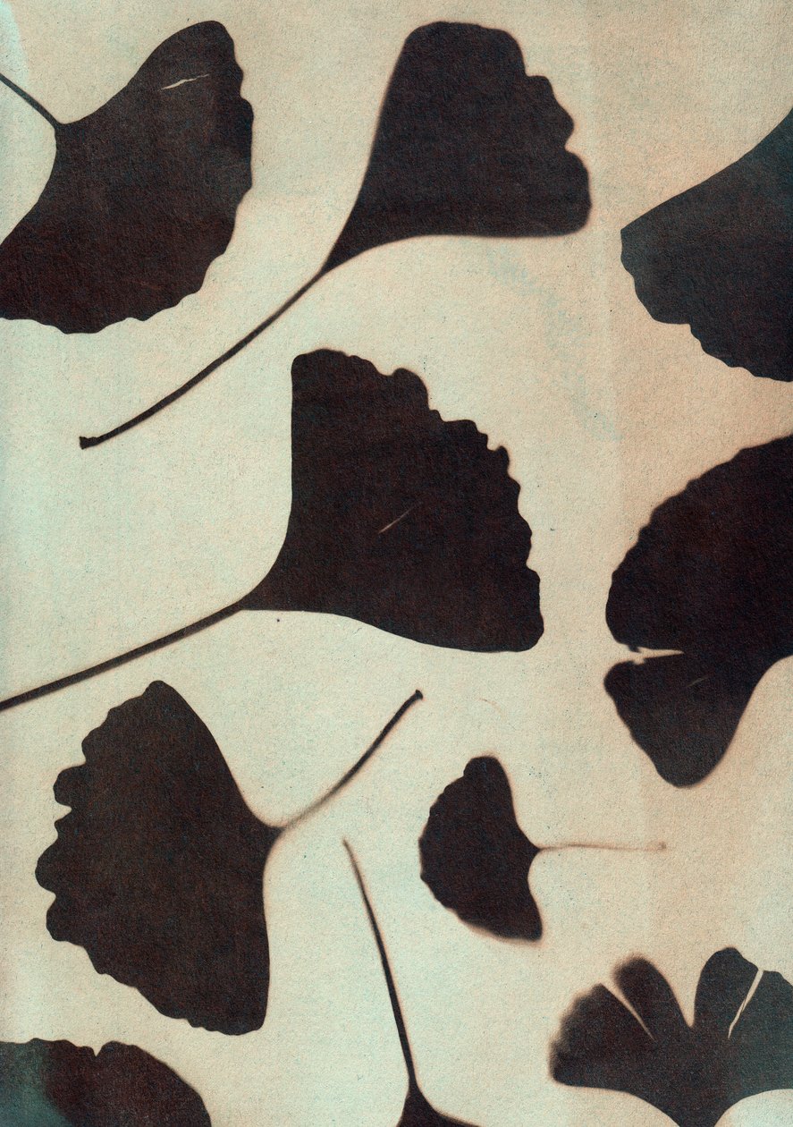 Ginkgo biloba, 2023 (cyjanotypia, mieszane media) autorstwa Marco Campedelli