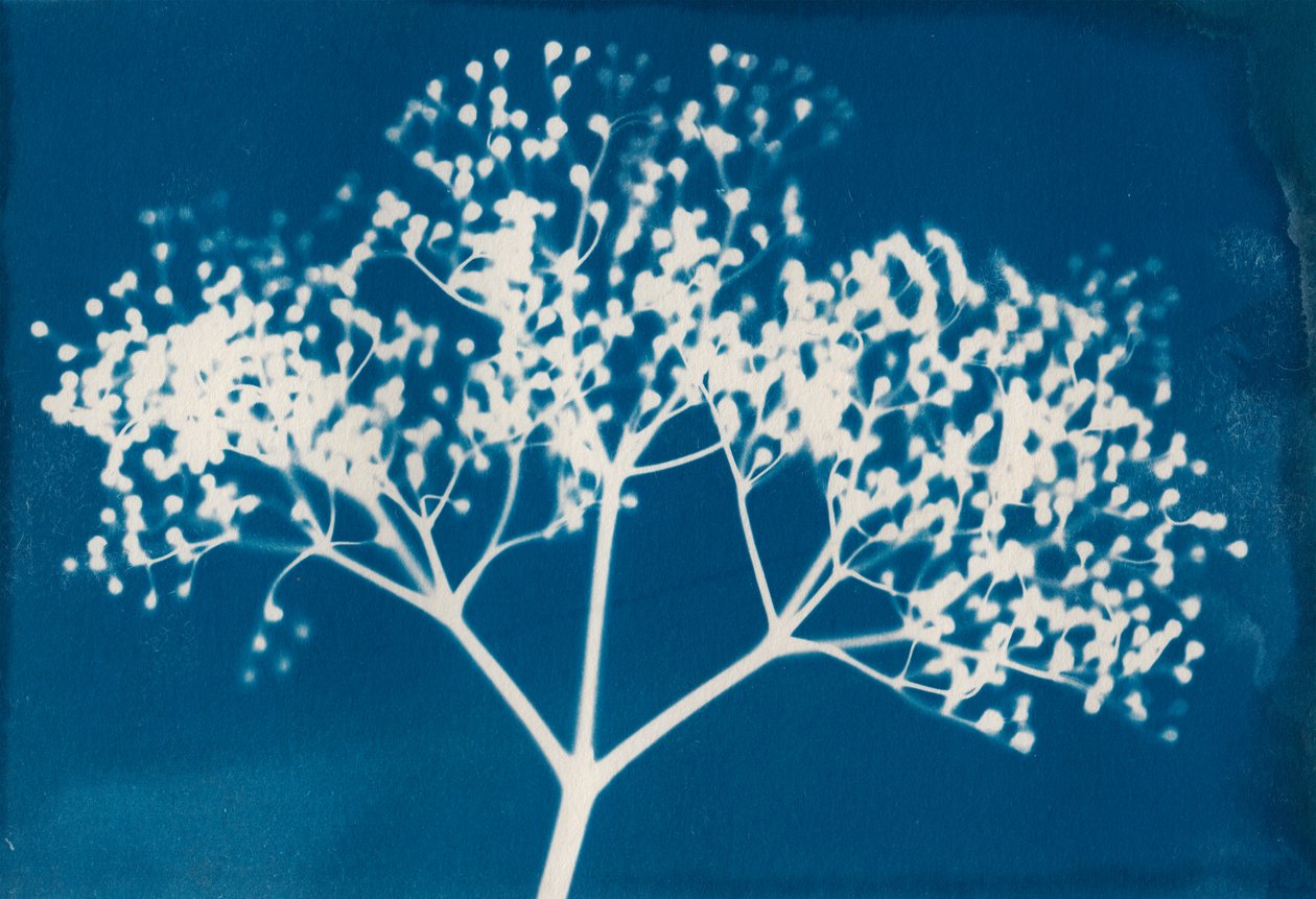 Listy, 2014 (drzeworyt na papierze) autorstwa Marco Campedelli