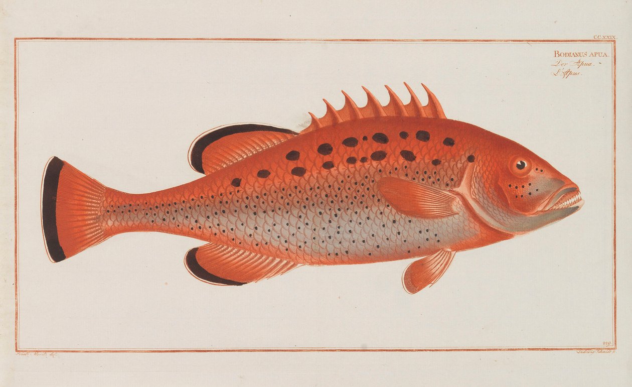 Ogólna historia naturalna ryb w Niemczech, 1782-1793. autorstwa Marcus Élieser Bloch