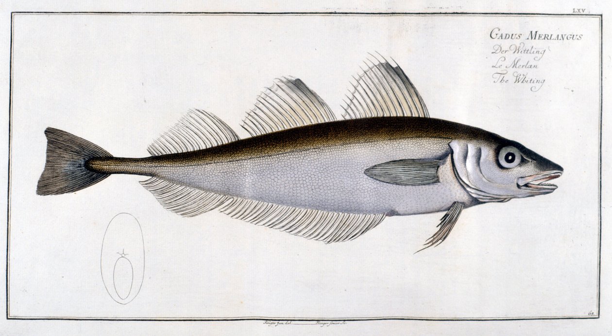 Tablica historii naturalnej: Witlinek wg Marca Eliesera Blocha Ichtyologie Paryż - Berlin - Londyn 1787. autorstwa Marcus Élieser Bloch