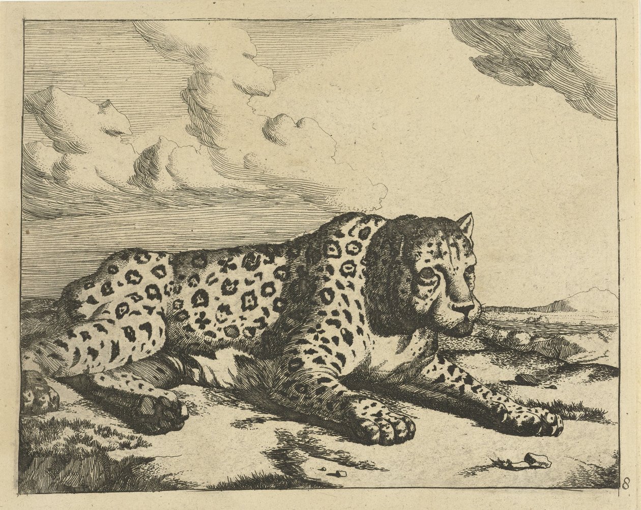 Leopard leżący po prawej, łapy do widza Lamparty (tytuł serii) autorstwa Marcus de Bye