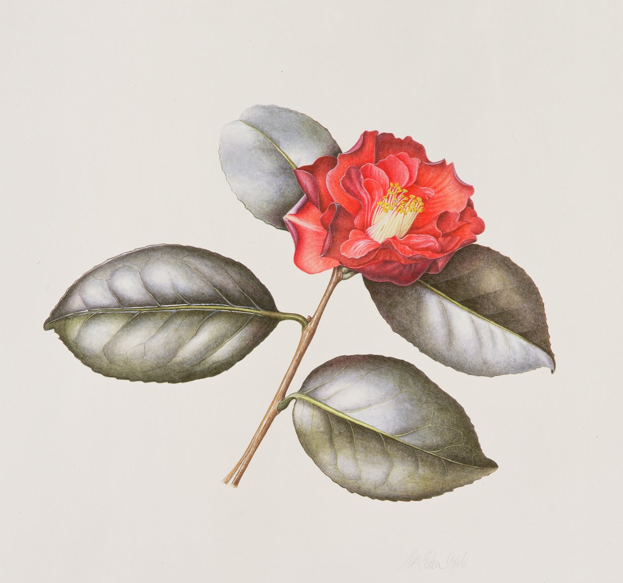 Camellia Japonica Adolphe Anderson, 1996 (wc na papierze) autorstwa Margaret Ann Eden