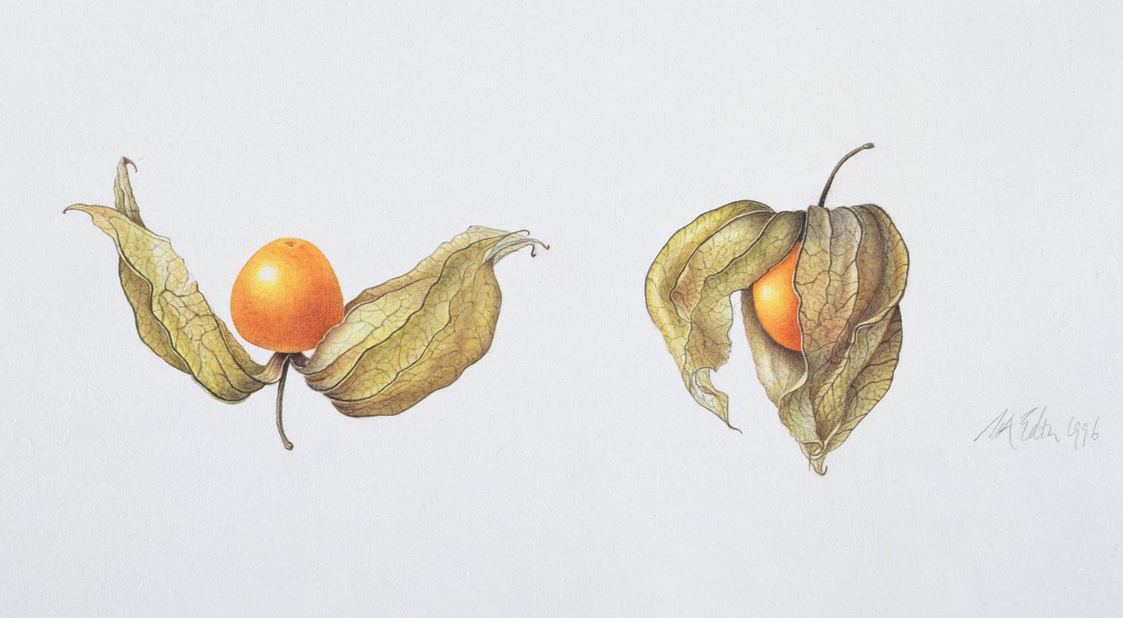 Agrest (Physalis peruviana) 1996 (wc na papierze) autorstwa Margaret Ann Eden