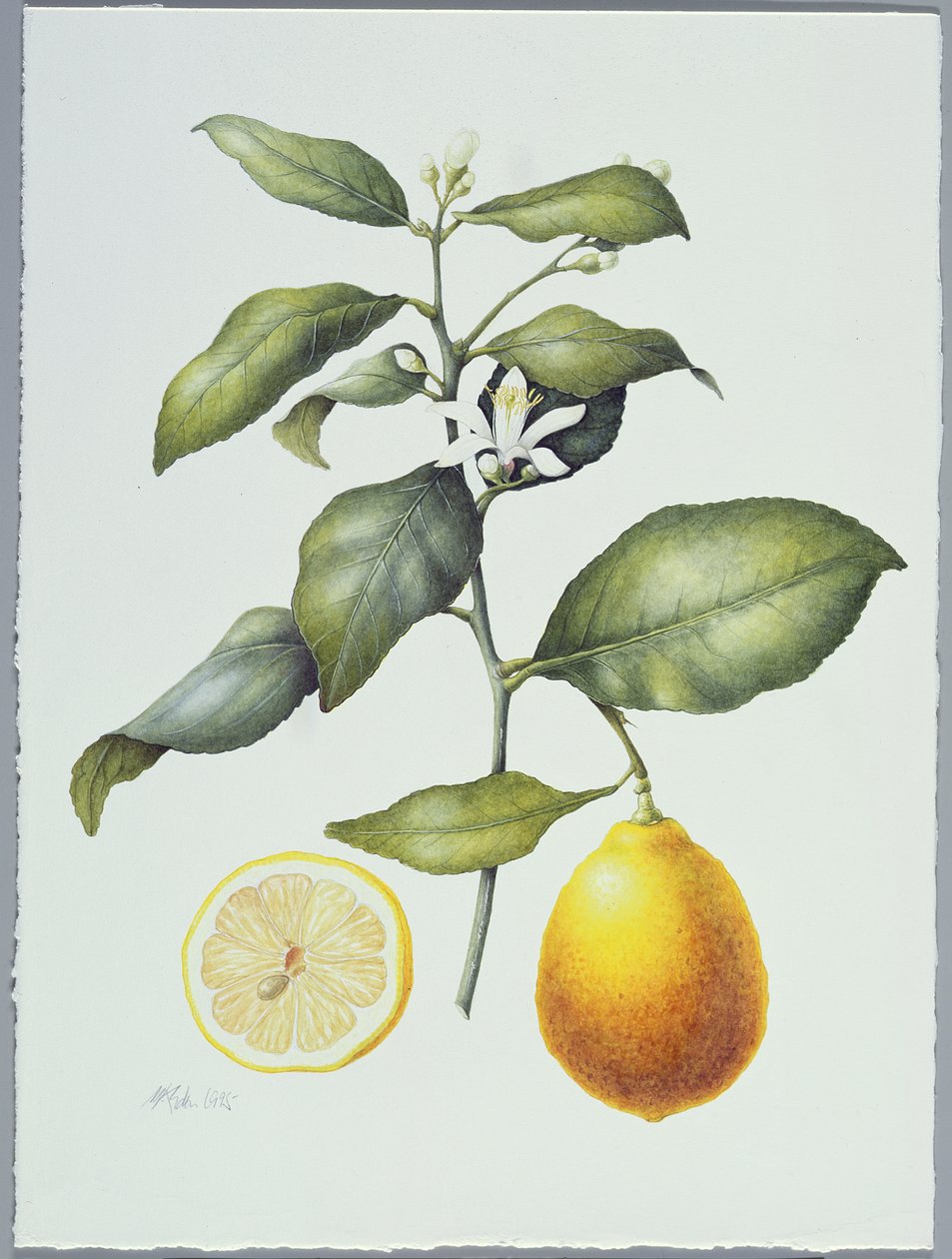 Citrus Limon, 1995 (wc na papierze) autorstwa Margaret Ann Eden