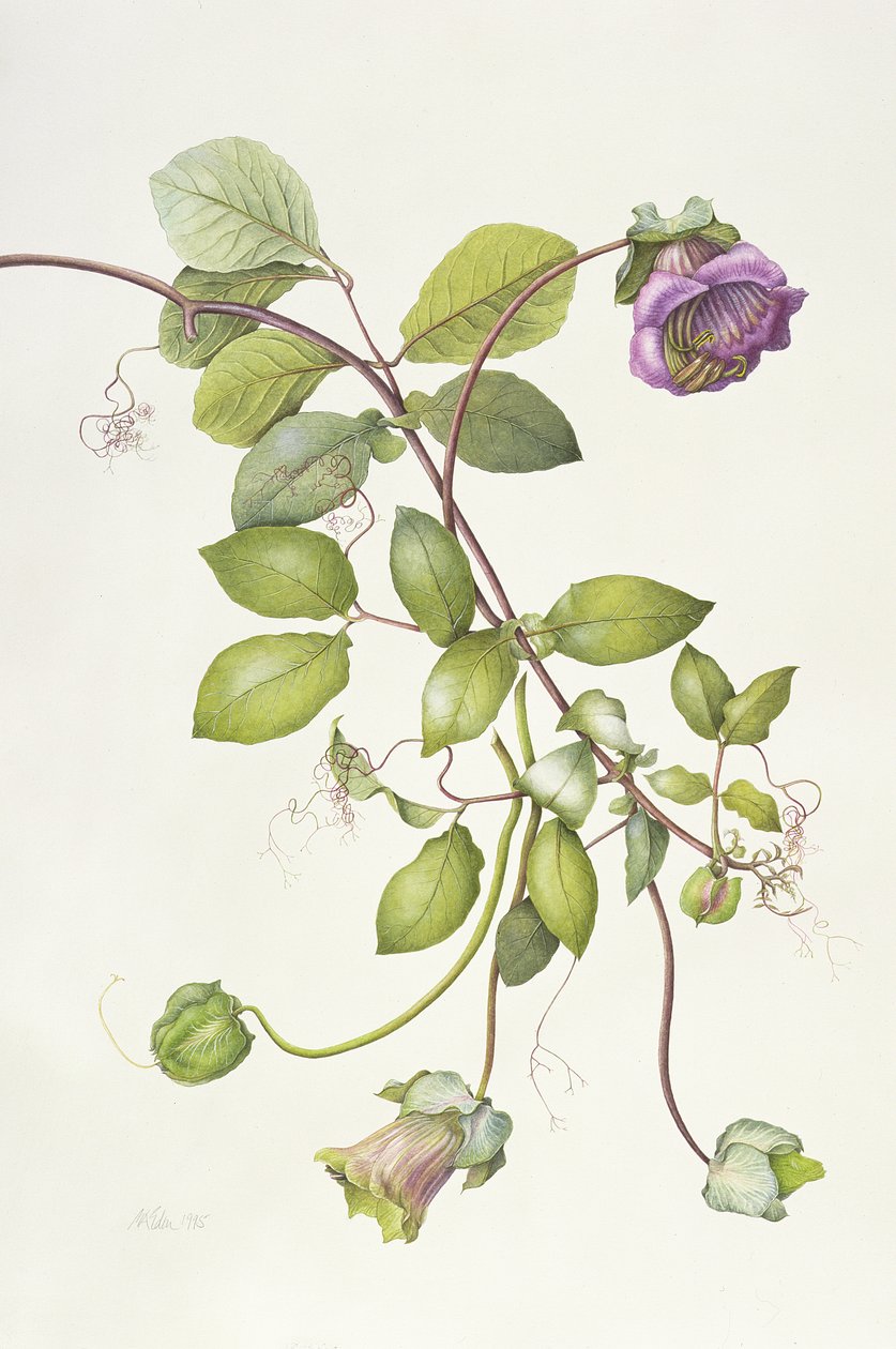 Cobaea Scandens, 1995 autorstwa Margaret Ann Eden
