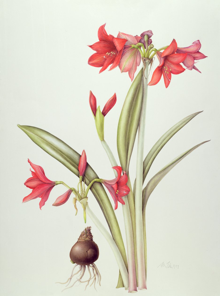 Hippeastrum Pamela, 1999 (wc na papierze) autorstwa Margaret Ann Eden