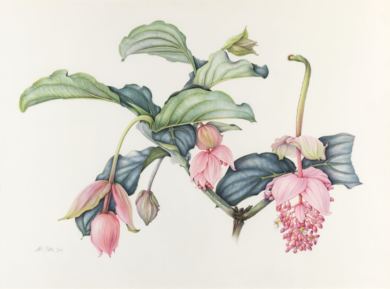 Wspaniała Medinilla autorstwa Margaret Ann Eden