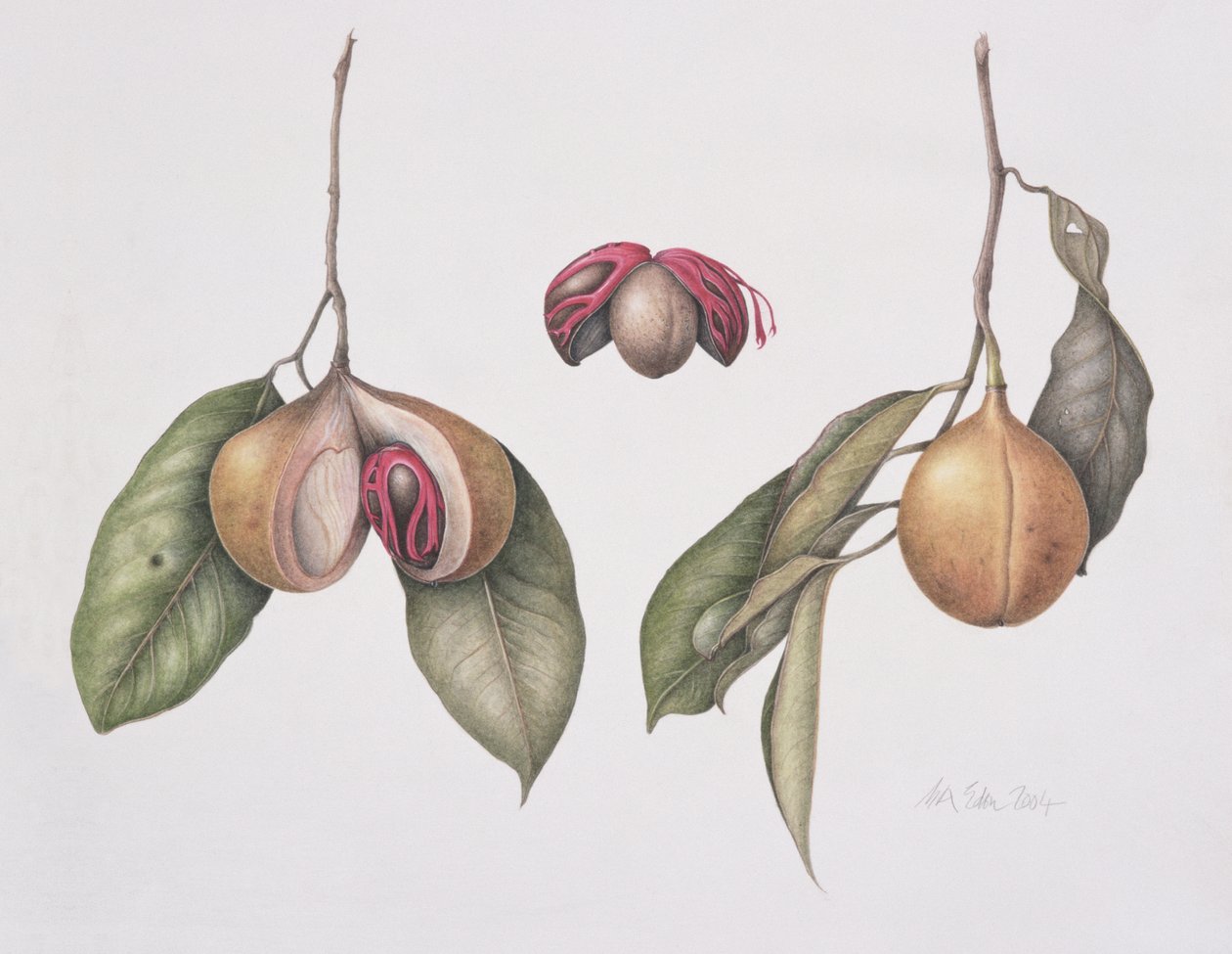 Gałka muszkatołowa (Myristica fragrans) 2004 (wc na papierze) autorstwa Margaret Ann Eden