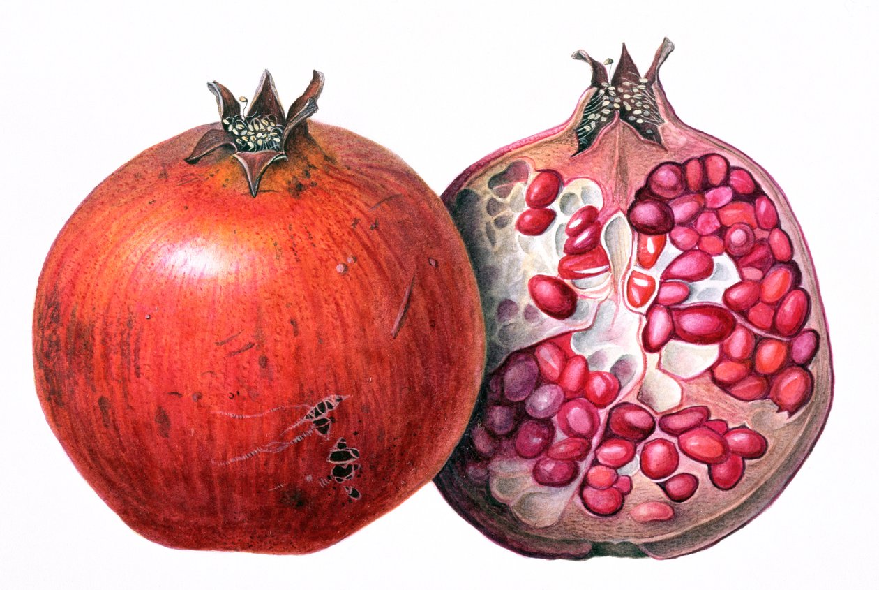 Granat, 1995 (wc na papierze) autorstwa Margaret Ann Eden