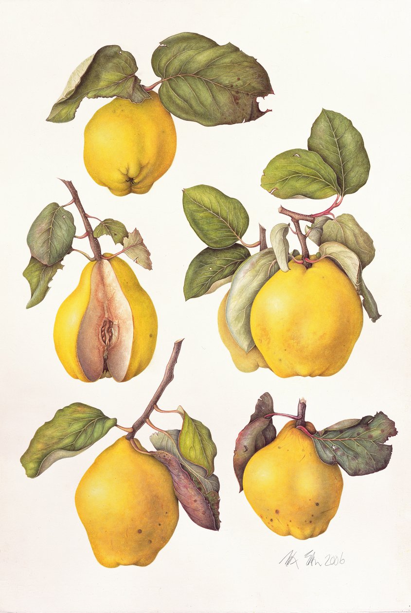 Pigwy, 2006 (wc na papierze) autorstwa Margaret Ann Eden