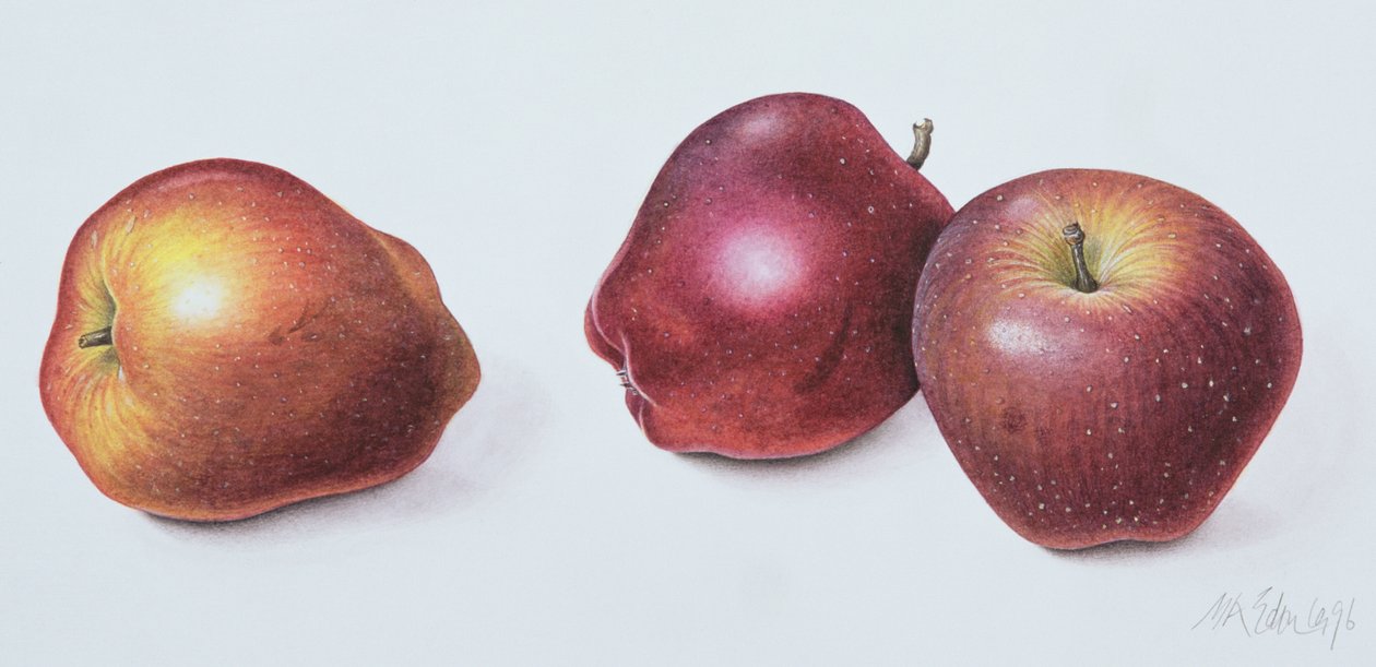 Czerwone jabłka, 1996 (wc na papierze) autorstwa Margaret Ann Eden