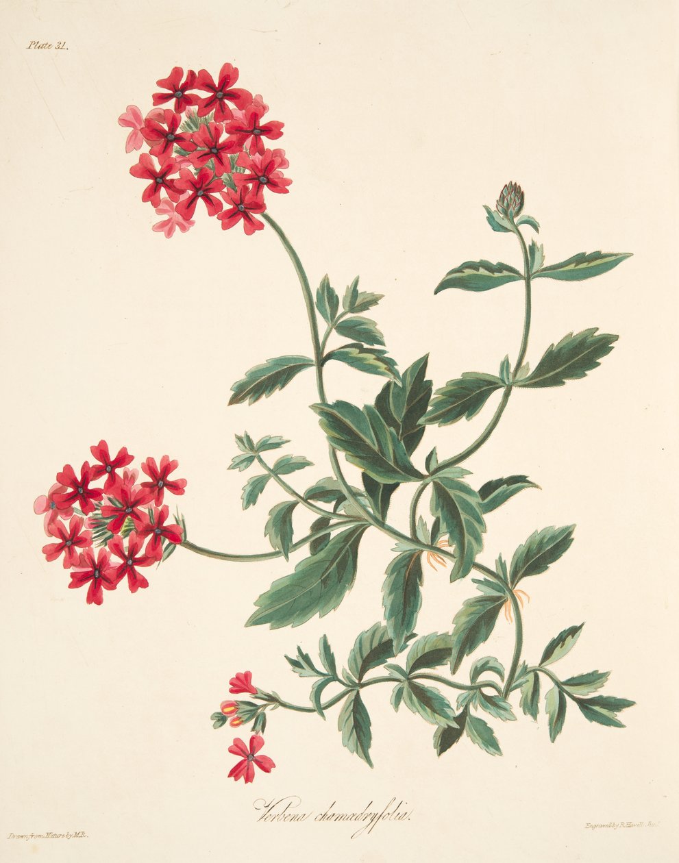 Szkarłatna werbena o kwiatach, z Floral Illustrations of the Seasons, wyd. 1829 autorstwa Margaret Roscoe
