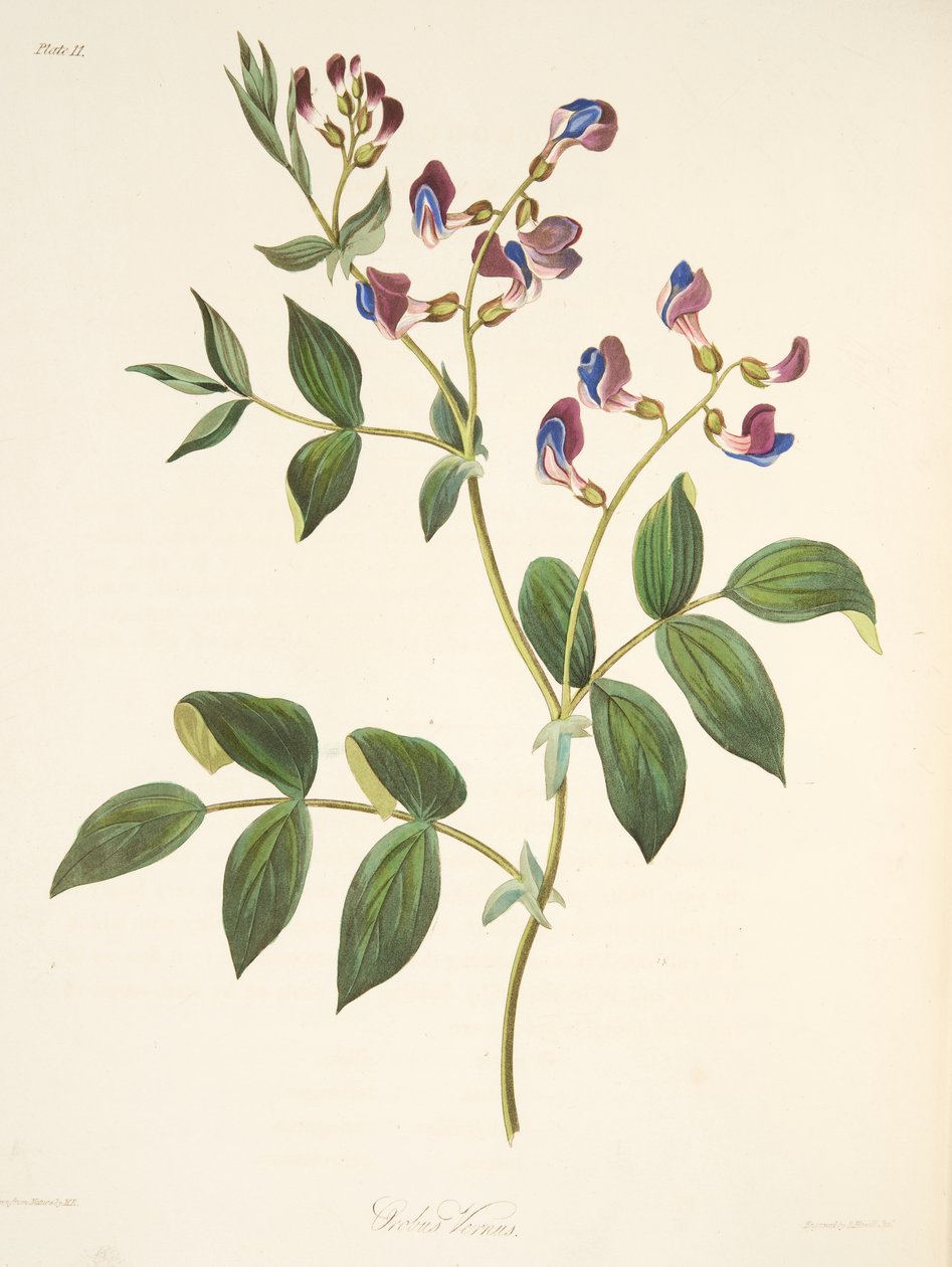 Wiosenny Orobus, z Floral Illustrations of the Seasons, wyd. 1829 (grawerowanie ręcznie kolorowane) autorstwa Margaret Roscoe
