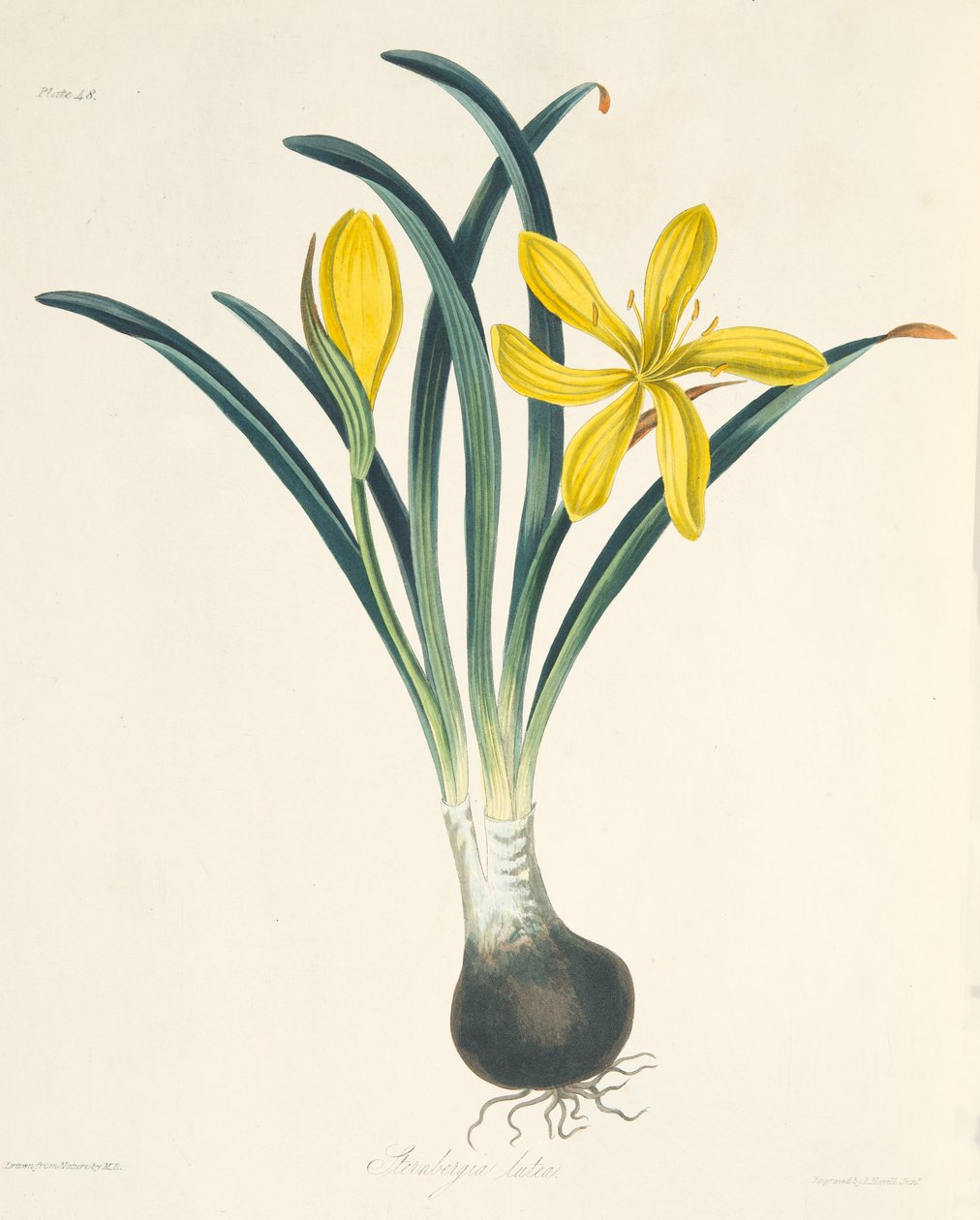 Żółta Sterngergia, z Floral Illustrations of the Seasons, wyd. 1829 autorstwa Margaret Roscoe