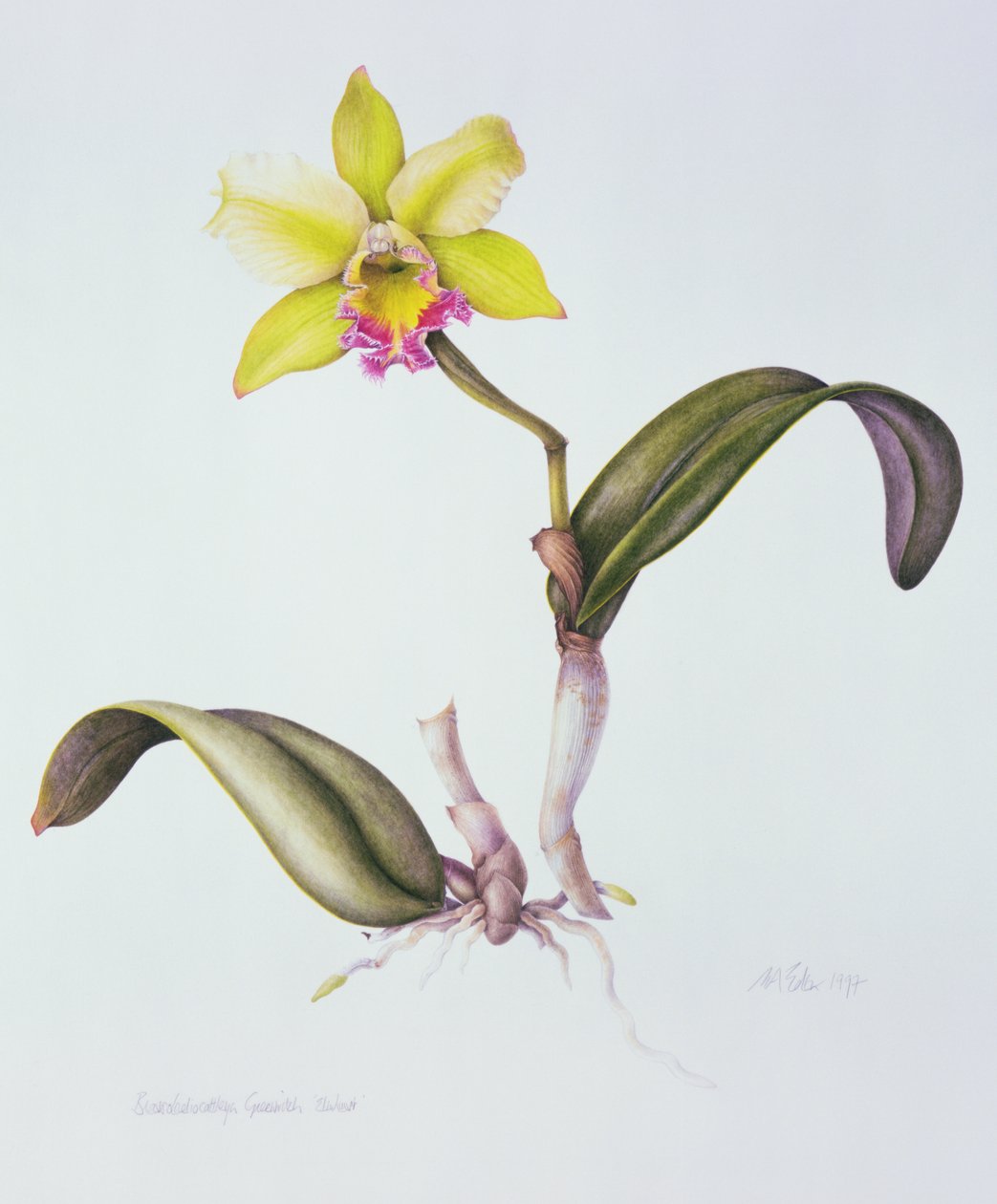 Brassolaeliocattleya Greenwich, Elmhurst (akwarela na papierze) autorstwa Margaret Ann Eden