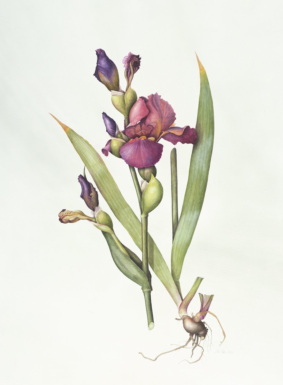 Iris (akwarela na papierze) autorstwa Margaret Ann Eden